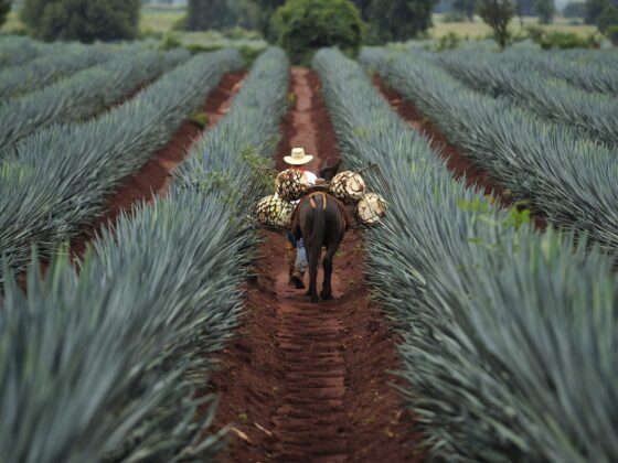 Lo nuevo en México: inauguraciones de restaurantes, centros culturales y más