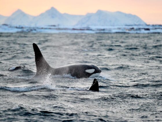 The Whale, la nueva atracción turística en Noruega que se robará los reflectores